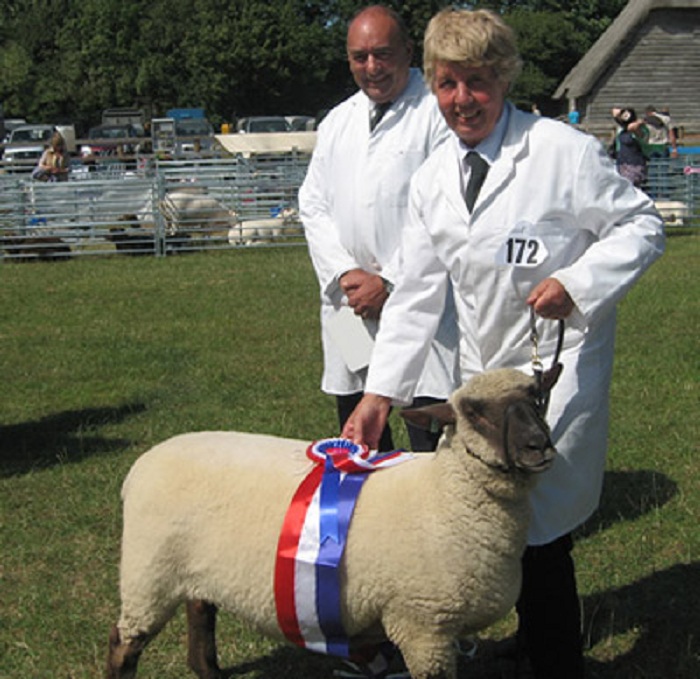 Dorset Down Rare Breed Sheep Breeders, Tullens Farm Sussex