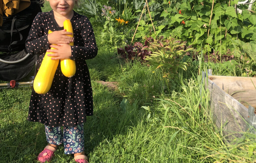 Maj dags att odla gurka, potatis och zucchini Grow Here