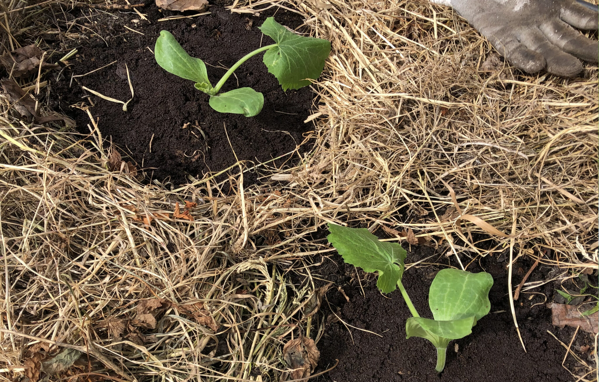 Odla Zucchini grönsaken som ger mycket mat för lite jobb Grow Here