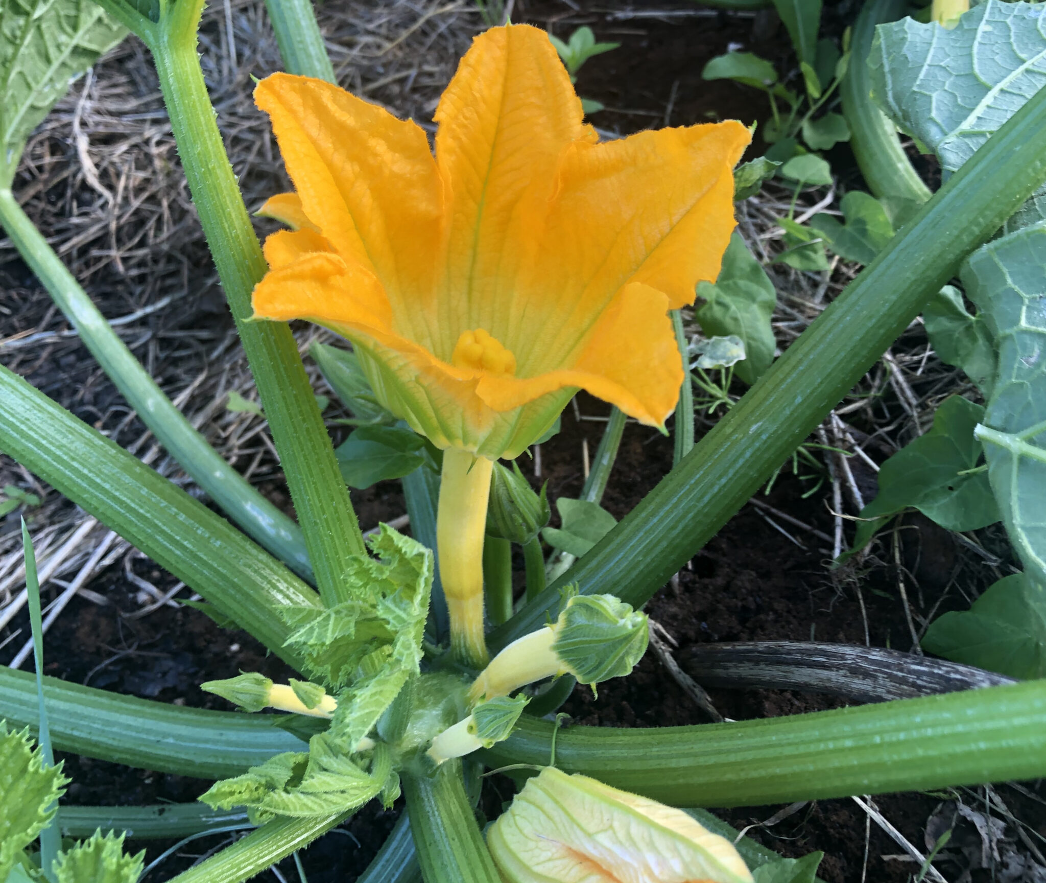 Odla Zucchini grönsaken som ger mycket mat för lite jobb Grow Here