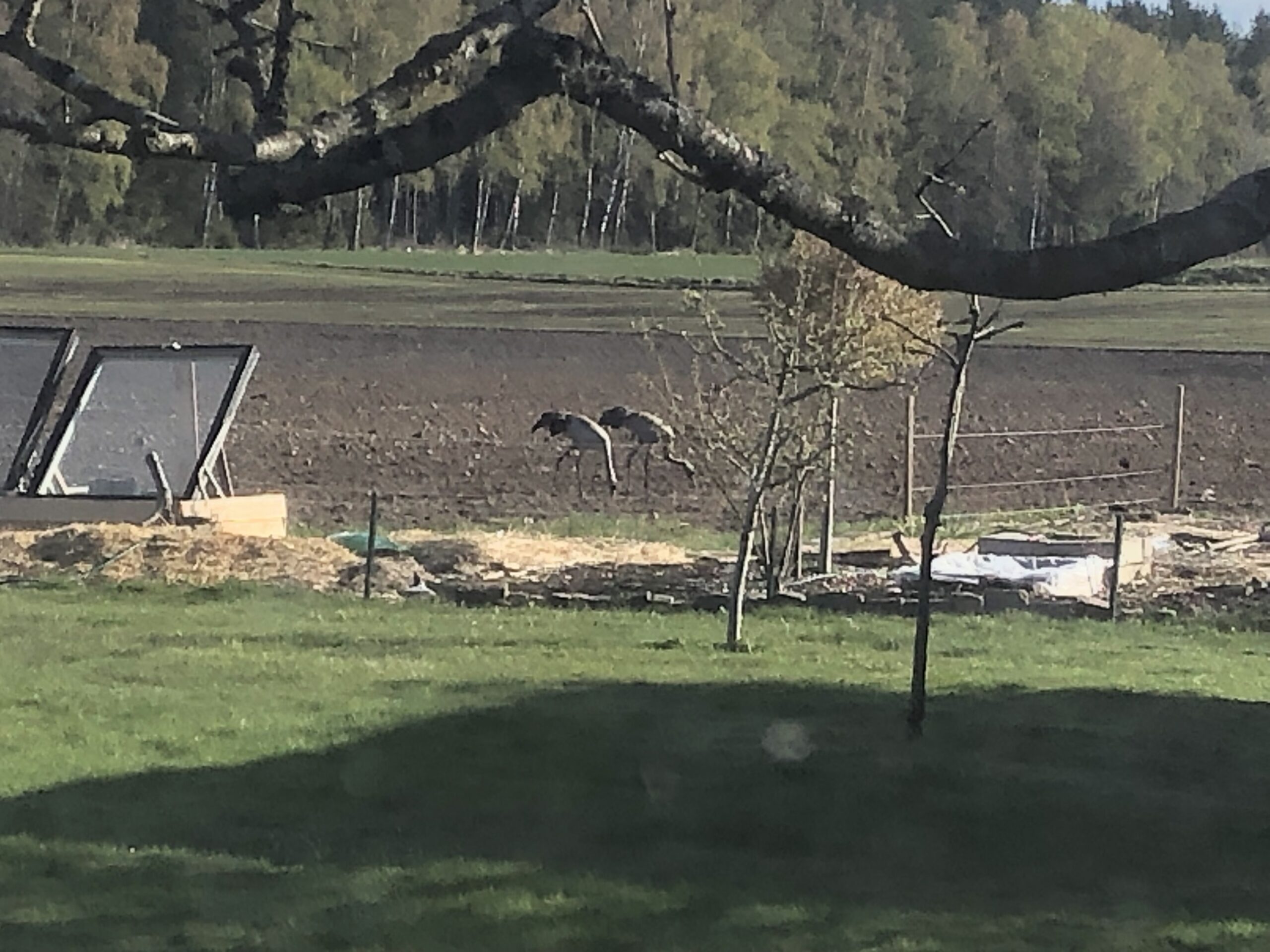 MinTrädgård