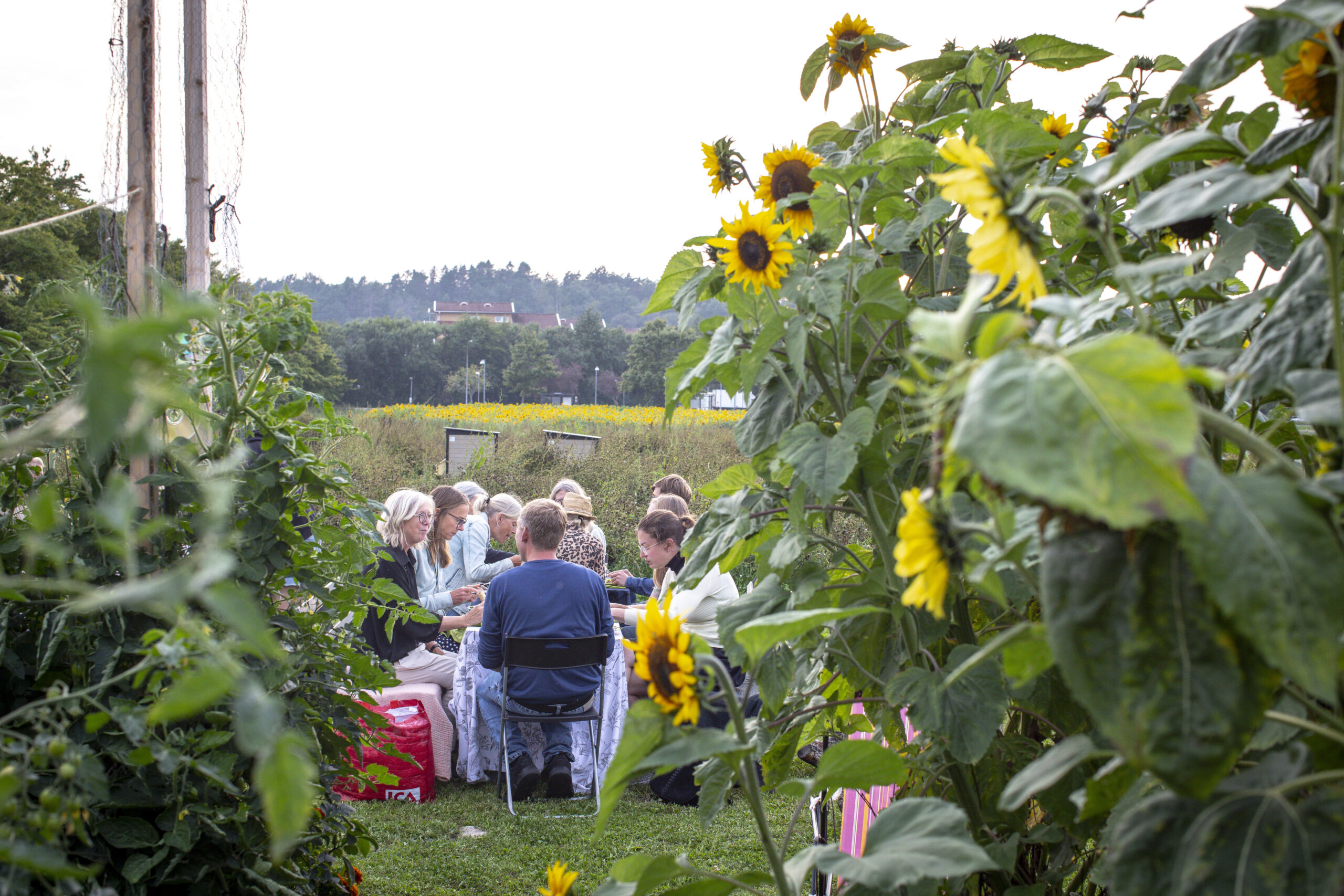 Kungsbacka Tillsammansodling