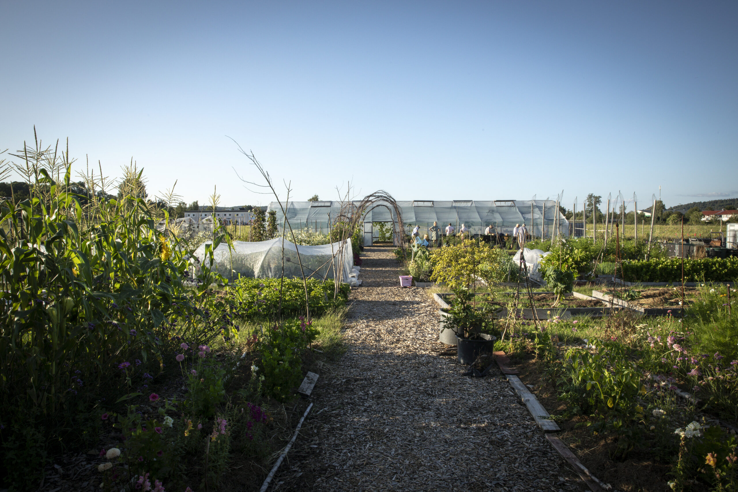 Kungsbacka Tillsammansodling Sidebar Picture